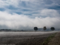 Nebel vor Albeck
